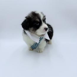 Stitch - Black and tan male Pembroke Welsh Corgi puppy in Vacaville, California from Hope_4thebay_Corgis