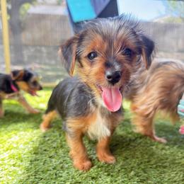 Tesla - Parti female Yorkshire Terrier puppy in San Antonio, Texas from Luna's Treasures