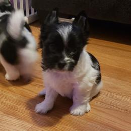 Stella - Parti female Yorkshire Terrier puppy in Mattoon, Illinois from Strohlz Yorkies