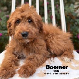 Boomer - Red  male Goldendoodle puppy in Herriman, Utah from Gypsi Doodles & Poodles LLC.