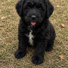 Walker - Black and white male Aussiedoodle puppy in Abbeville, South Carolina from Double E Doodles