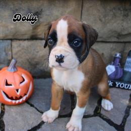 Boxer Puppies from Music City Boxers