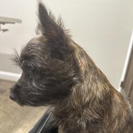 Cairn Terrier Puppies from Pine-Oaks Cairn Terriers, LLC