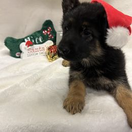 Lotte - Black and tan female German Shepherd puppy in Stanardsville, Virginia from Majestic K9 LLC