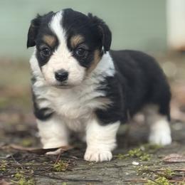 Dahlia (fluffy) - Black and tan female American Corgi puppy in East Oakdale, California from Rhettro Kennels