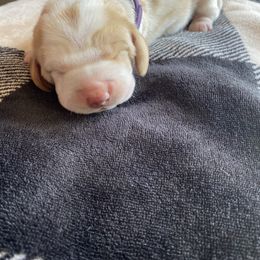 Basset Hound Puppies from Valley Bassets