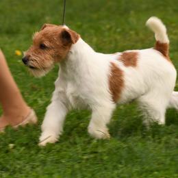 Nod - Russell Terrier