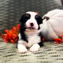 Black tri 1 - Black tri male Miniature Australian Shepherd puppy in New Bern, North Carolina from KD Miniature Aussies