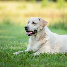 Barbie - Labrador Retriever