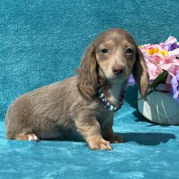 Sapphire - Fawn (isabella) and cream female Dachshund puppy in Lincoln, Arkansas from Red Dirt Dachshunds
