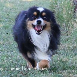 RJ - Toy Australian Shepherd