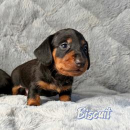 Biscuit - Black and tan male Dachshund puppy in Wooldridge, Missouri from Royal Bloodline Canines
