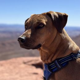 Penny - Rhodesian Ridgeback