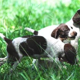 German Shorthaired Pointer Puppies from Buggytown Birddogs