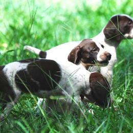German Shorthaired Pointer Puppies from Buggytown Birddogs