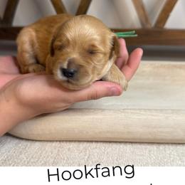 Boy 3 - male Goldendoodle puppy in Layton, Utah from Gracious Doodle Dogs