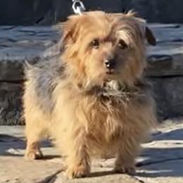 Ella - Norfolk Terrier