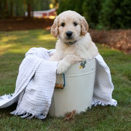 Goldendoodle Puppies from Ellie's Goldendoodles