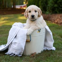 Goldendoodle Puppies from Ellie's Goldendoodles
