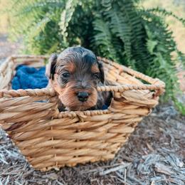 Pluto - Blue merle male Aussiedoodle puppy in Tryon, North Carolina from Melrose Mountain Farm