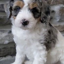 Assorted Doodle Crosses, Aussiedoodles, and Goldendoodles from Skyridge Doodles