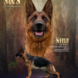 Nina - German Shepherd