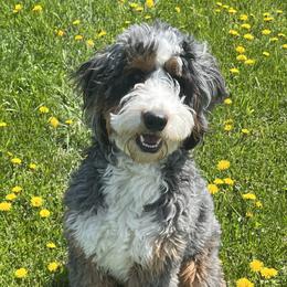 Bailee - Bernedoodle