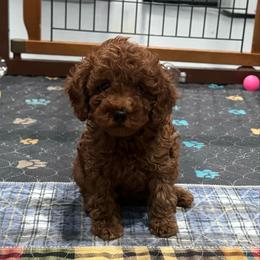 Jack - Red  male Poodle puppy in Houston, Texas from YZC Frenchies at 4C Ranch