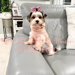 Lilly Puplitzer - Biewer Terrier
