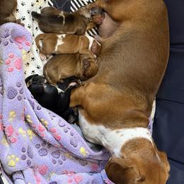 Dachshund Puppies from Witchy Woman’s Wiener’s