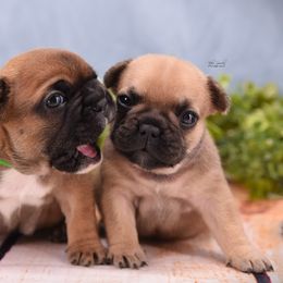 French Bulldog Puppies from Bullish Pride