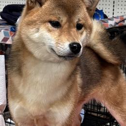 Jobi - Red female Shiba Inu puppy in Winthrop, Minnesota from Kayobi Shibas