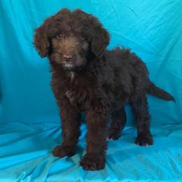 Aussiedoodle Puppies from Royal J Aussies and Aussiedoodles
