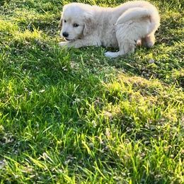 Golden Retriever and Labrador Retriever Puppies from Abels Envy Retrievers