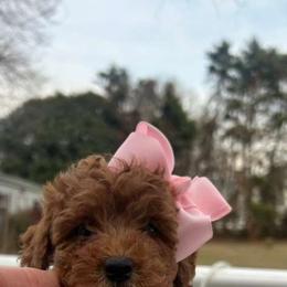 Ella - Red  female Goldendoodle puppy in Mint Hill, North Carolina from DoodleForever