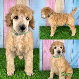 Sprout - Apricot Poodle puppy in Swansboro, North Carolina from Monarch Standard Poodles