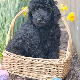 Goldendoodle and Poodle Puppies from Your Elite Pup