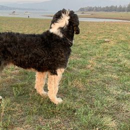Bernedoodles from Beavercreek Bernedoodles