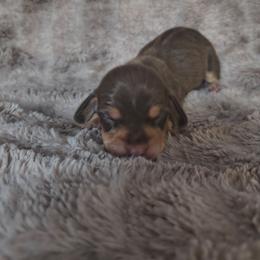 Twix - Chocolate and tan female Dachshund puppy in Opelika, Alabama from Dachshund Darlins