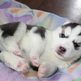 Siberian Husky Puppies from Tevana Siberians LLC