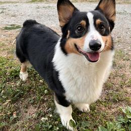 Pembroke Welsh Corgis from Ohio Corgi Love Pups