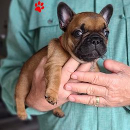 French Bulldog Puppies from Janet's Frenchies