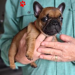 French Bulldog Puppies from Janet's Frenchies