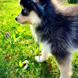 Pomsky Puppies from Royal Palm Pomskies