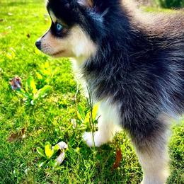 Pomsky Puppies from Royal Palm Pomskies