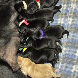 Yellow Collar - Black male Labrador Retriever puppy in Malabar, Florida from Mythic Labradors, LLC