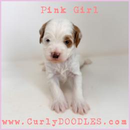 Pink girl - Parti female Goldendoodle puppy in Taneytown, Maryland from Curlydoodles