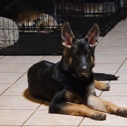 German Shepherd Puppies from Sevilla German Shepherds