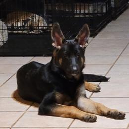German Shepherd Puppies from Sevilla German Shepherds