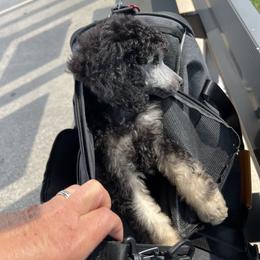 Poodle Puppies from Grace Poodles